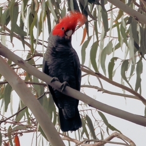 Callocephalon fimbriatum (Gang-gang Cockatoo) at suppressed by KylieWaldon