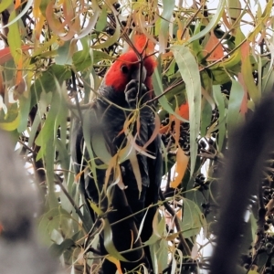 Callocephalon fimbriatum at Yackandandah, VIC - 13 Feb 2023