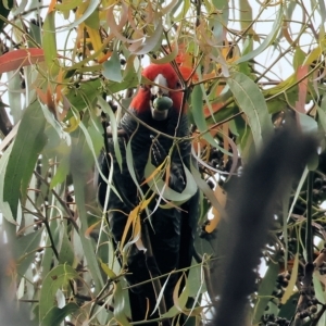 Callocephalon fimbriatum at Yackandandah, VIC - suppressed