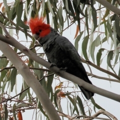 Callocephalon fimbriatum at Yackandandah, VIC - 13 Feb 2023