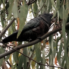Callocephalon fimbriatum (Gang-gang Cockatoo) at Yackandandah, VIC - 12 Feb 2023 by KylieWaldon