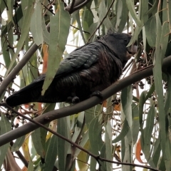 Callocephalon fimbriatum (Gang-gang Cockatoo) at Yackandandah, VIC - 13 Feb 2023 by KylieWaldon