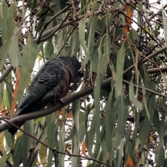 Callocephalon fimbriatum at Yackandandah, VIC - suppressed