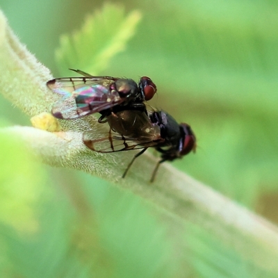 Platystomatidae (family) (Unidentified signal fly) at Yackandandah, VIC - 13 Feb 2023 by KylieWaldon