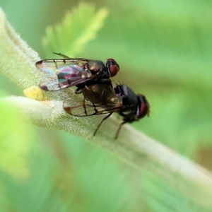 Unidentified Other true fly (TBC) at suppressed by KylieWaldon