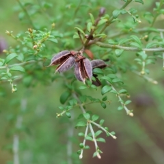 Unidentified Pea at Yackandandah, VIC - 12 Feb 2023 by KylieWaldon