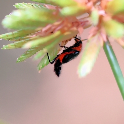Unidentified Beetle (Coleoptera) at Yackandandah, VIC - 12 Feb 2023 by KylieWaldon