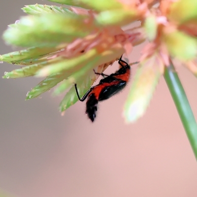 Carphurini sp. (tribe) (Soft-winged flower beetle) at Yackandandah, VIC - 13 Feb 2023 by KylieWaldon