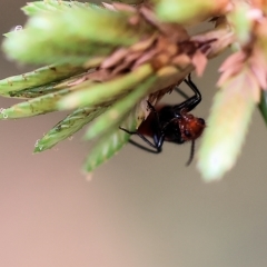 Carphurini sp. (tribe) at Yackandandah, VIC - 13 Feb 2023 09:09 AM