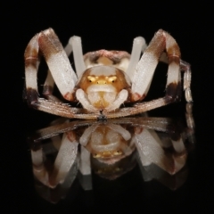 Zygometis xanthogaster (Crab spider or Flower spider) at Wellington Point, QLD - 4 Feb 2023 by TimL