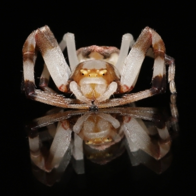 Zygometis xanthogaster (Crab spider or Flower spider) at Wellington Point, QLD - 4 Feb 2023 by TimL