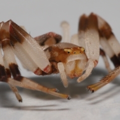 Zygometis xanthogaster at Wellington Point, QLD - suppressed