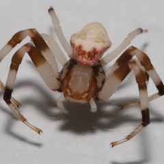 Zygometis xanthogaster at Wellington Point, QLD - suppressed