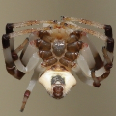 Zygometis xanthogaster at Wellington Point, QLD - suppressed