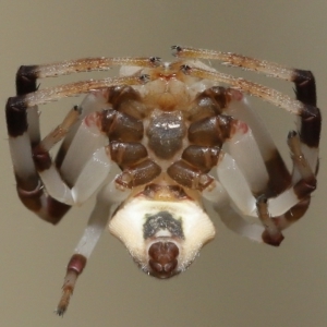 Zygometis xanthogaster at Wellington Point, QLD - suppressed