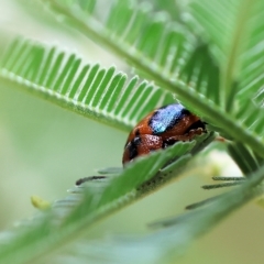Calomela curtisi (Acacia leaf beetle) at Yackandandah, VIC - 12 Feb 2023 by KylieWaldon