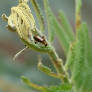 Unidentified Leaf beetle (Chrysomelidae) at suppressed by KylieWaldon