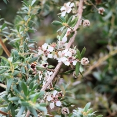 Leptospermum grandifolium (Woolly Teatree, Mountain Tea-tree) at Yackandandah, VIC - 13 Feb 2023 by KylieWaldon