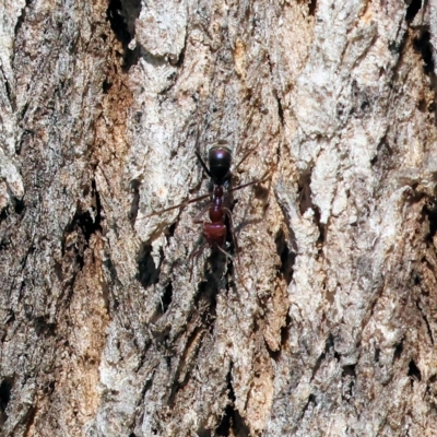 Iridomyrmex purpureus (Meat Ant) at Yackandandah, VIC - 13 Feb 2023 by KylieWaldon