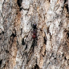 Unidentified Ant (Hymenoptera, Formicidae) at Yackandandah, VIC - 12 Feb 2023 by KylieWaldon