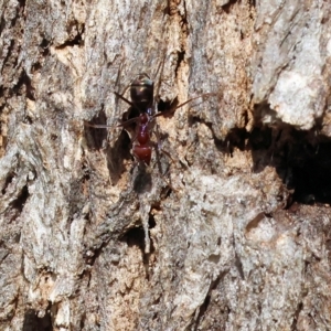 Iridomyrmex purpureus at Yackandandah, VIC - 13 Feb 2023