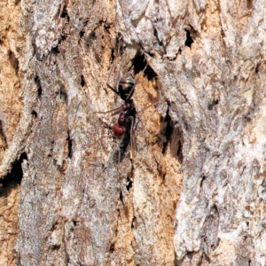 Iridomyrmex purpureus at Yackandandah, VIC - 13 Feb 2023