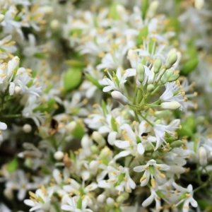 Bursaria spinosa at Yackandandah, VIC - 13 Feb 2023