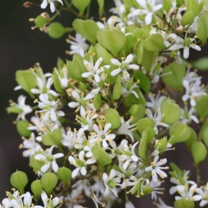 Bursaria spinosa at Yackandandah, VIC - 13 Feb 2023