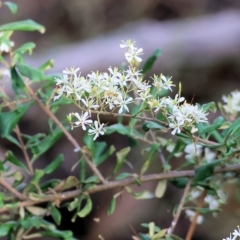 Bursaria spinosa at Yackandandah, VIC - 13 Feb 2023