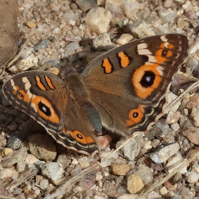 Junonia villida (Meadow Argus) at Yackandandah, VIC - 13 Feb 2023 by KylieWaldon