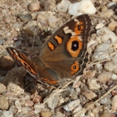 Junonia villida at Yackandandah, VIC - 13 Feb 2023