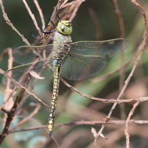 Anax papuensis at Yackandandah, VIC - 13 Feb 2023