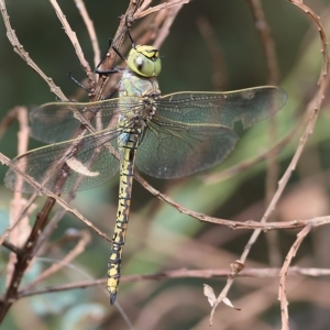 Anax papuensis at Yackandandah, VIC - 13 Feb 2023 09:51 AM