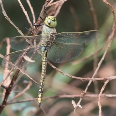 Unidentified Dragonfly (Anisoptera) at Yackandandah, VIC - 12 Feb 2023 by KylieWaldon
