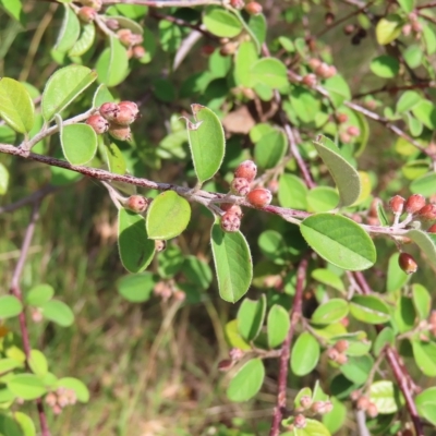 Cotoneaster glaucophyllus (Cotoneaster) at Fisher, ACT - 12 Feb 2023 by MatthewFrawley