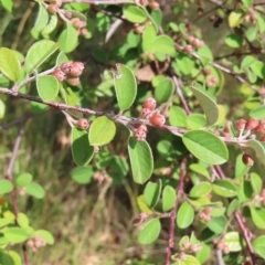 Cotoneaster glaucophyllus (Cotoneaster) at Mount Taylor - 12 Feb 2023 by MatthewFrawley