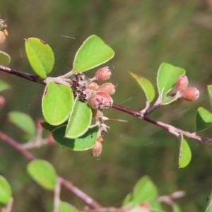 Cotoneaster glaucophyllus at Fisher, ACT - 12 Feb 2023