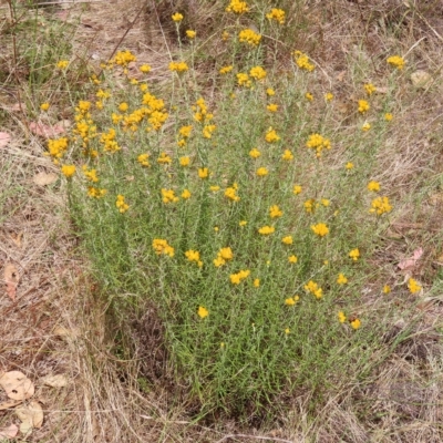 Chrysocephalum semipapposum (Clustered Everlasting) at Fisher, ACT - 12 Feb 2023 by MatthewFrawley