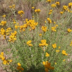 Chrysocephalum semipapposum at Fisher, ACT - 12 Feb 2023