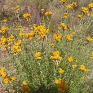 Chrysocephalum semipapposum at Fisher, ACT - 12 Feb 2023