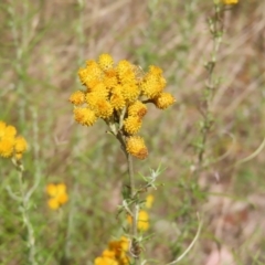 Chrysocephalum semipapposum at Fisher, ACT - 12 Feb 2023