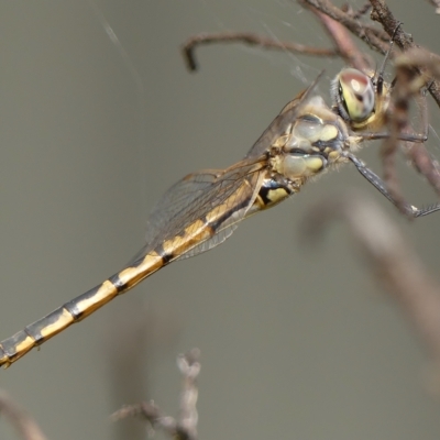 Hemicordulia tau (Tau Emerald) at Wingecarribee Local Government Area - 23 Jan 2023 by Curiosity