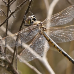 Hemicordulia tau at Braemar, NSW - 23 Jan 2023 03:19 PM