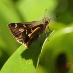 Dispar compacta (Barred Skipper) at Wingecarribee Local Government Area - 6 Feb 2023 by Curiosity