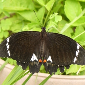 Papilio aegeus at Braemar, NSW - 7 Feb 2023 10:09 AM