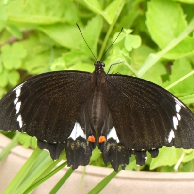 Papilio aegeus (Orchard Swallowtail, Large Citrus Butterfly) at Braemar, NSW - 7 Feb 2023 by Curiosity