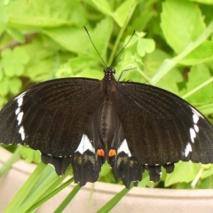 Papilio aegeus (Orchard Swallowtail, Large Citrus Butterfly) at Braemar - 6 Feb 2023 by Curiosity