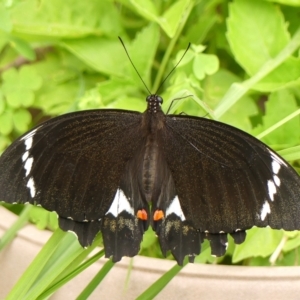 Papilio aegeus at Braemar, NSW - 7 Feb 2023