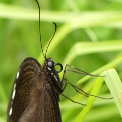 Papilio aegeus at Braemar, NSW - 7 Feb 2023 10:09 AM