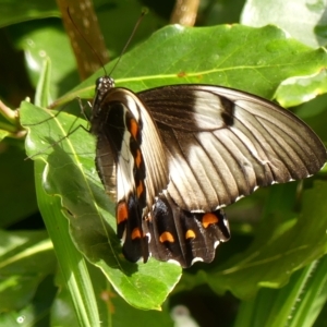 Papilio aegeus at Braemar, NSW - 7 Feb 2023 10:09 AM